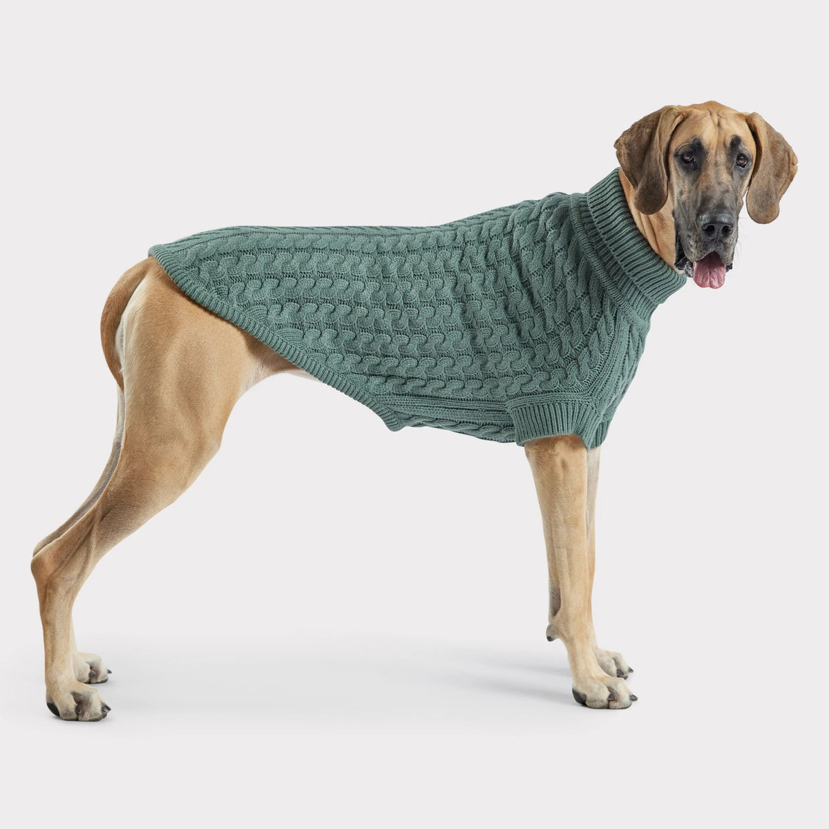 Cable Knit Dog Sweater in Sage Green | GF PET Chalet