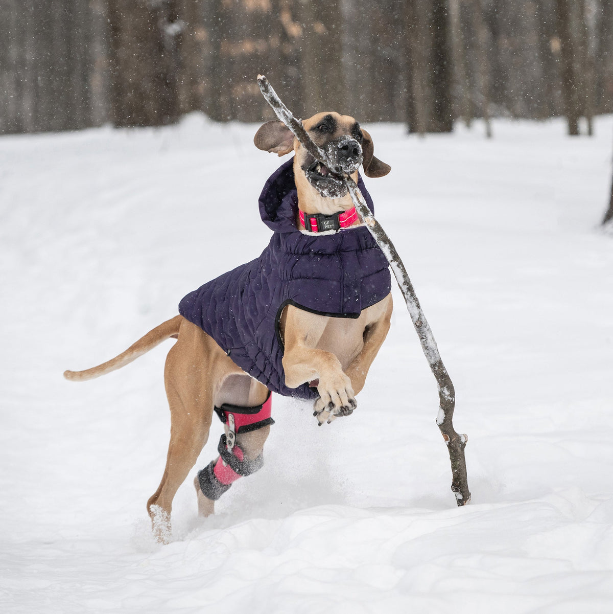 Purple Quilted Dog Parka – Lightweight Winter Jacket