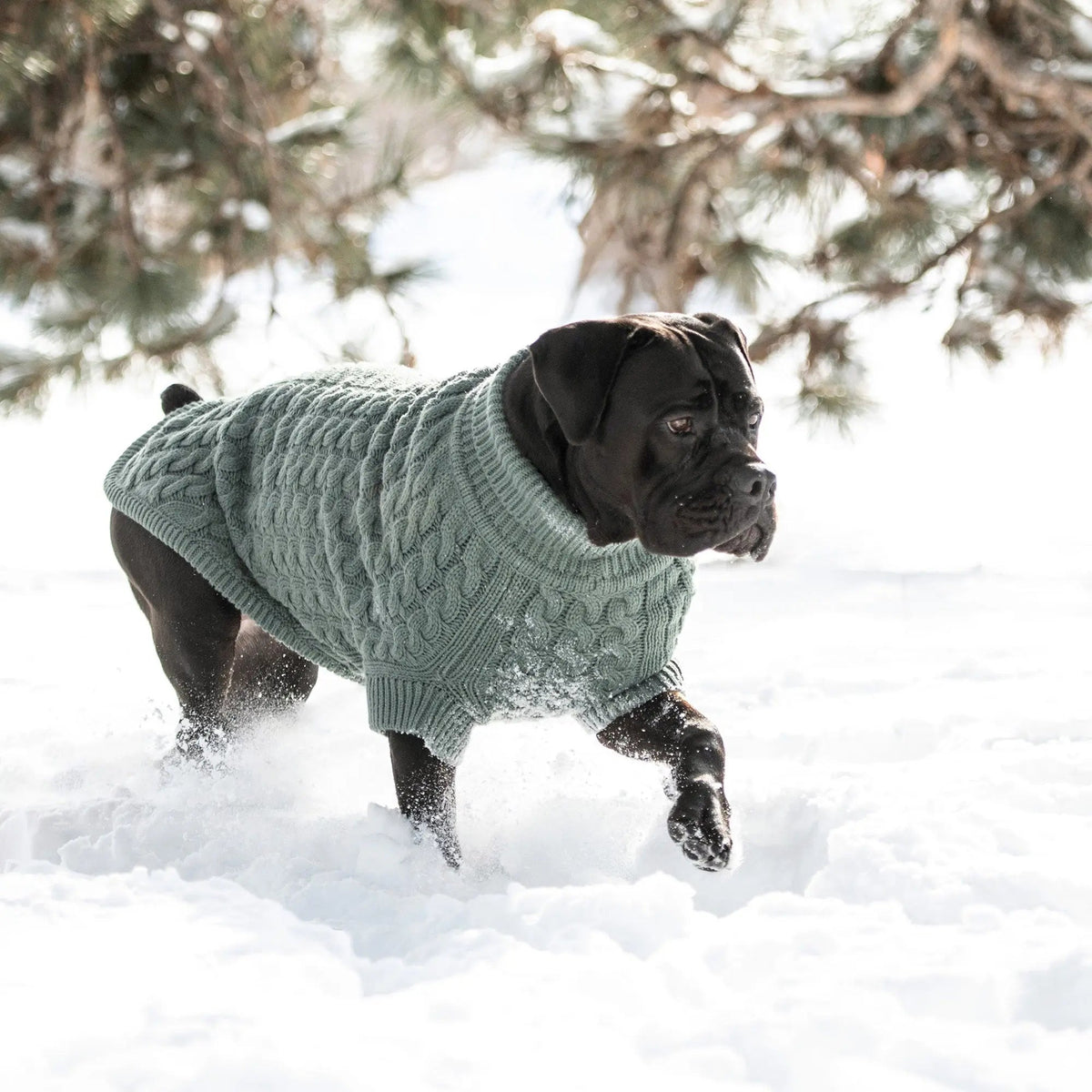 Cable Knit Dog Sweater in Sage Green | GF PET Chalet