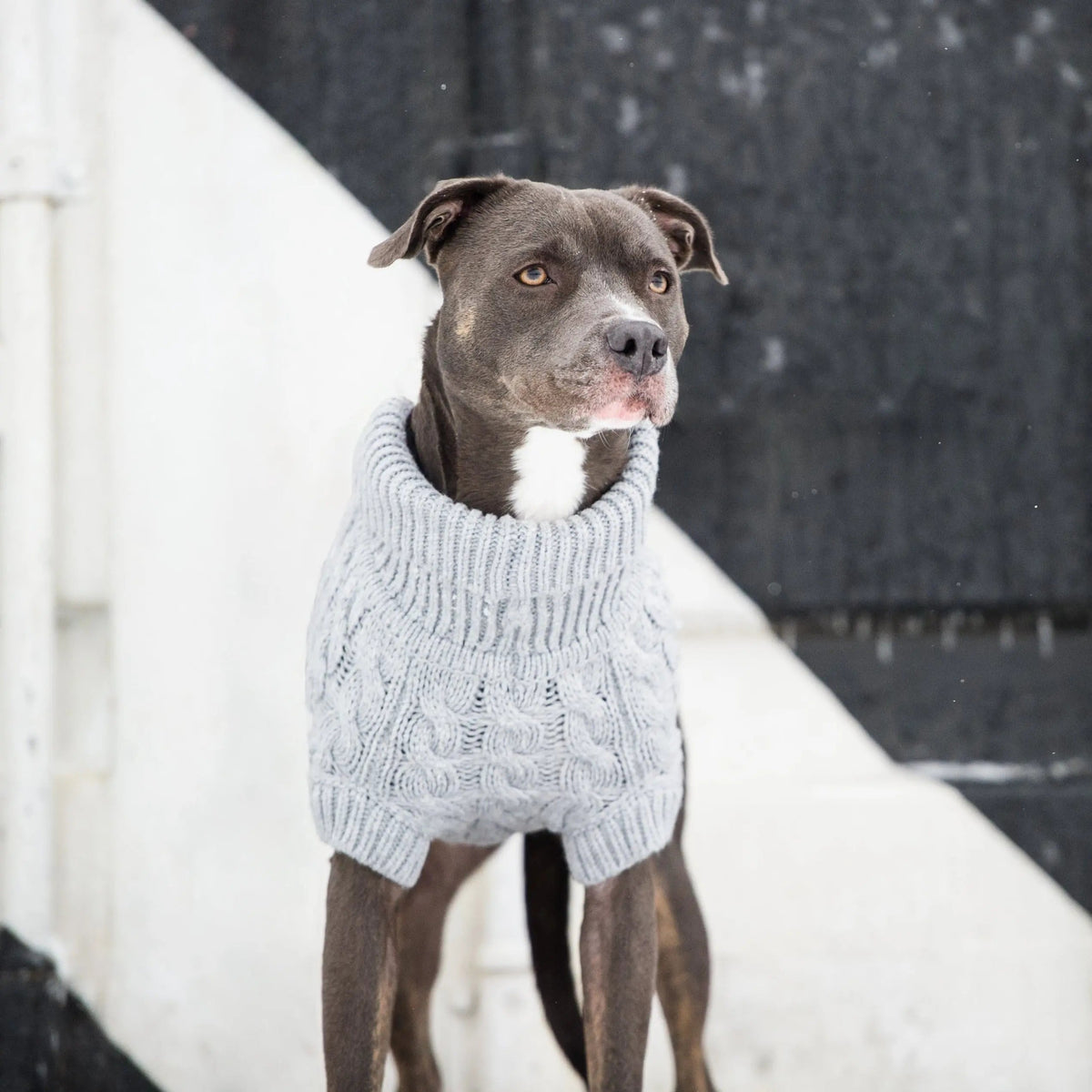Cable Knit Dog Sweater Grey Mix | Cozy Turtleneck