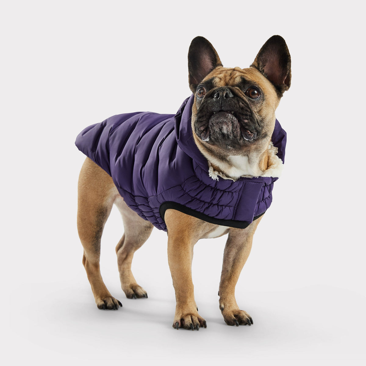 Purple Quilted Dog Parka – Lightweight Winter Jacket