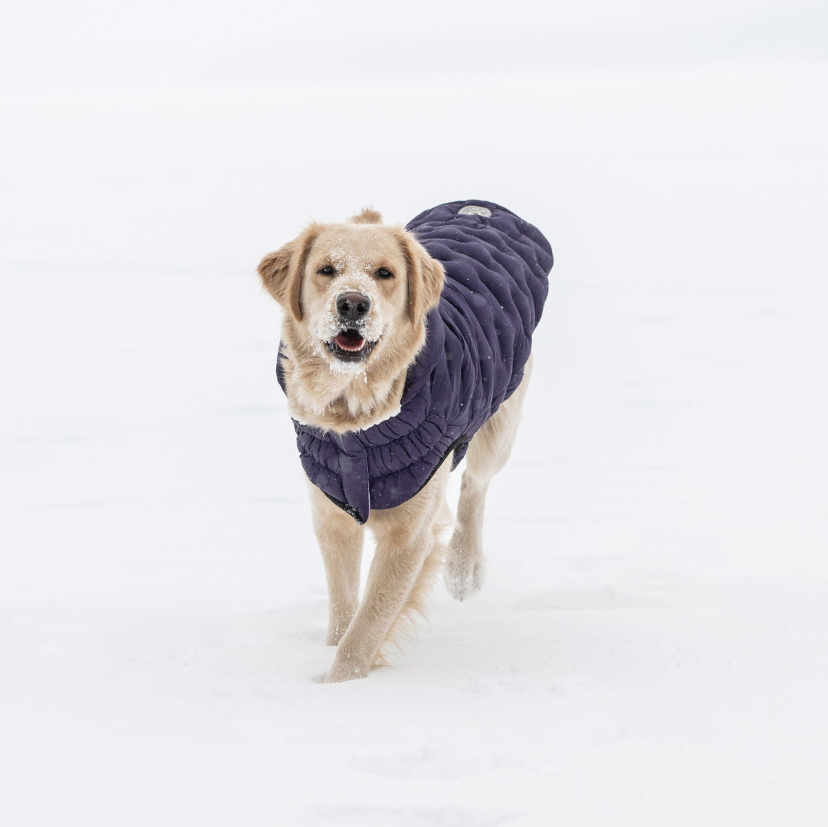 Purple Quilted Dog Parka – Lightweight Winter Jacket
