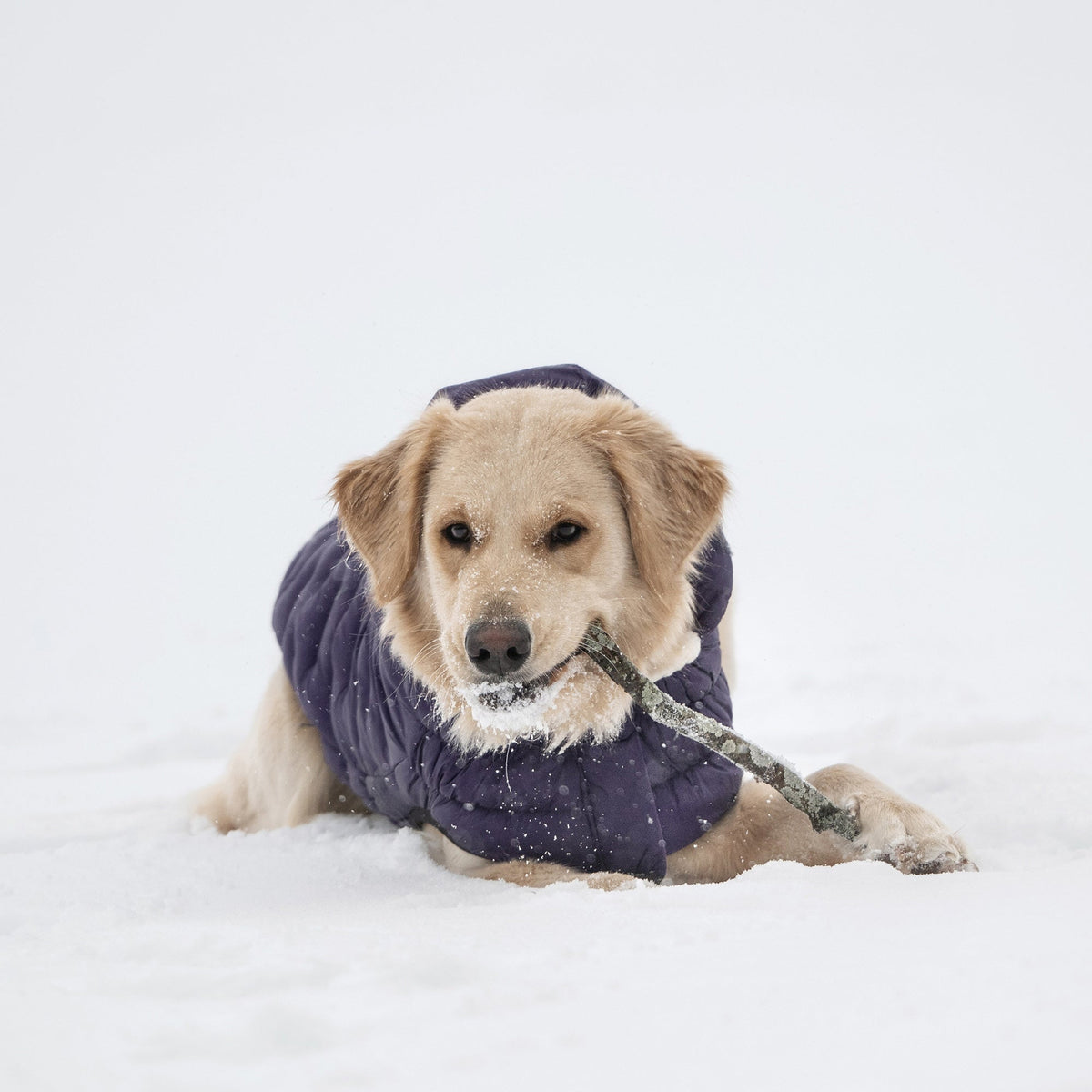 Purple Quilted Dog Parka – Lightweight Winter Jacket