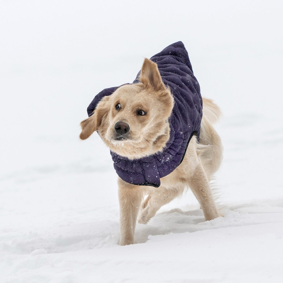 Purple Quilted Dog Parka – Lightweight Winter Jacket