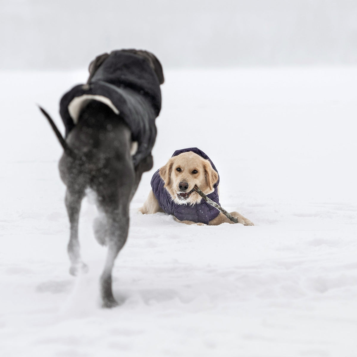 Purple Quilted Dog Parka – Lightweight Winter Jacket
