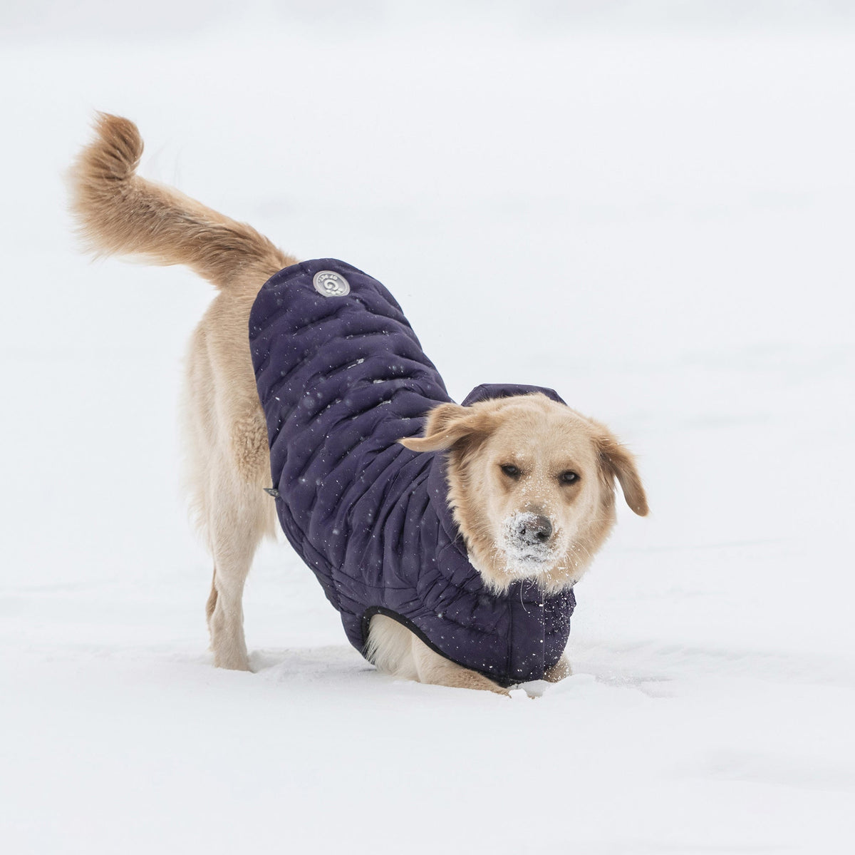 Purple Quilted Dog Parka – Lightweight Winter Jacket