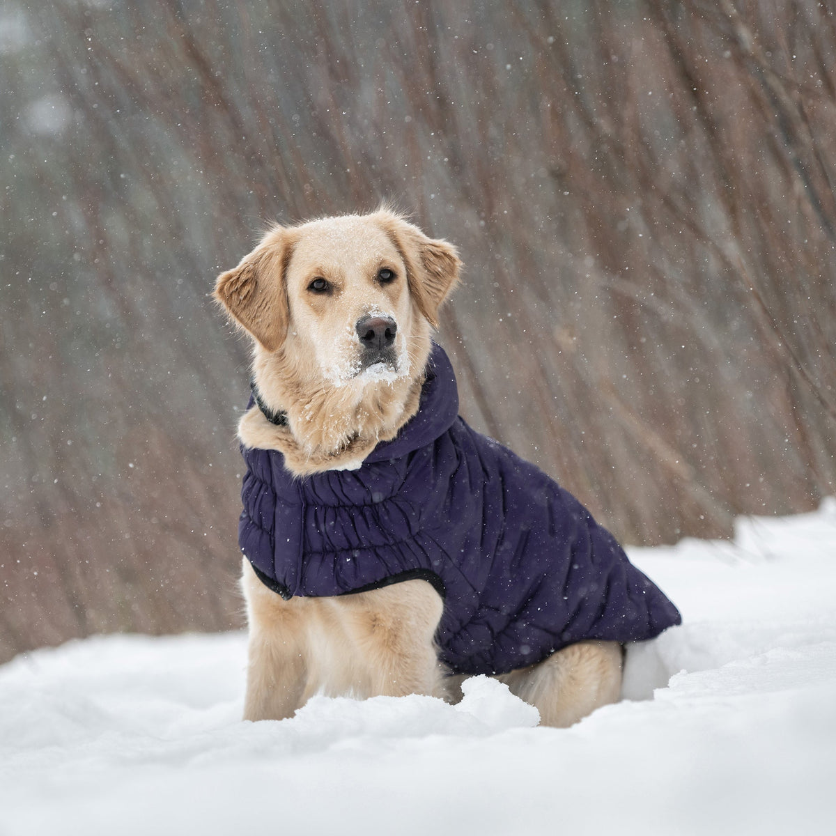 Purple Quilted Dog Parka – Lightweight Winter Jacket