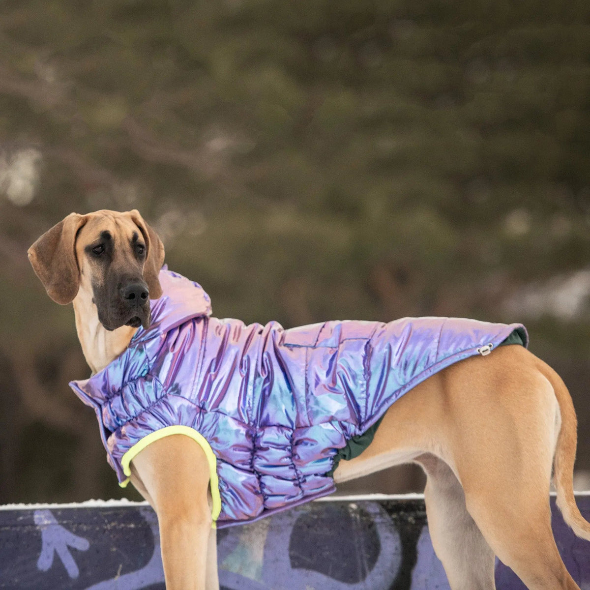 Recycled Dog Parka Iridescent | Weather-Resistant Pet Jacket