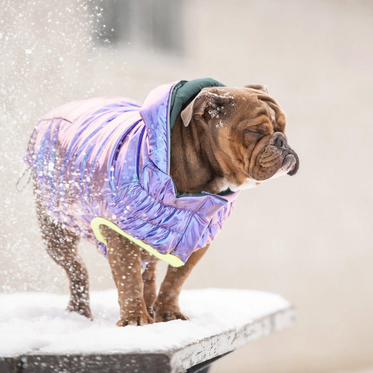 Recycled Dog Parka Iridescent | Weather-Resistant Pet Jacket