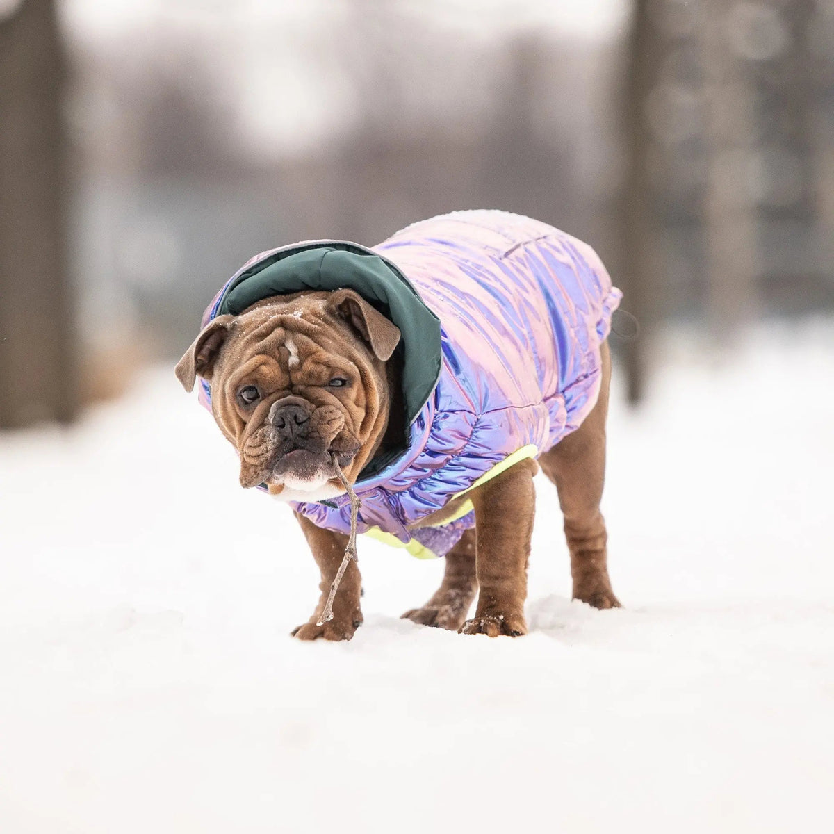 Recycled Dog Parka Iridescent | Weather-Resistant Pet Jacket