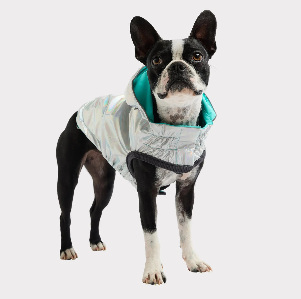 Waterproof Reversible Dog Raincoat with Hood – Neon Aqua