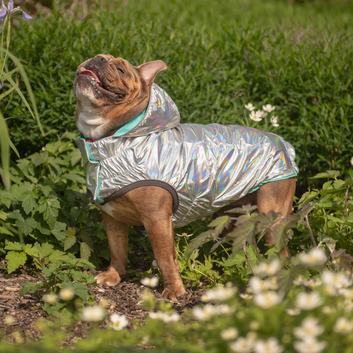 Waterproof Reversible Dog Raincoat with Hood – Neon Aqua