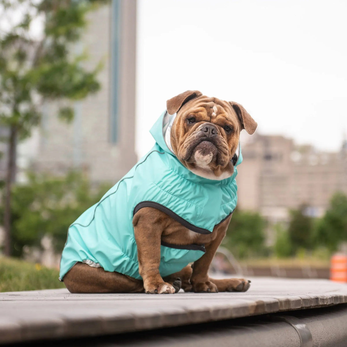 Waterproof Reversible Dog Raincoat with Hood – Neon Aqua