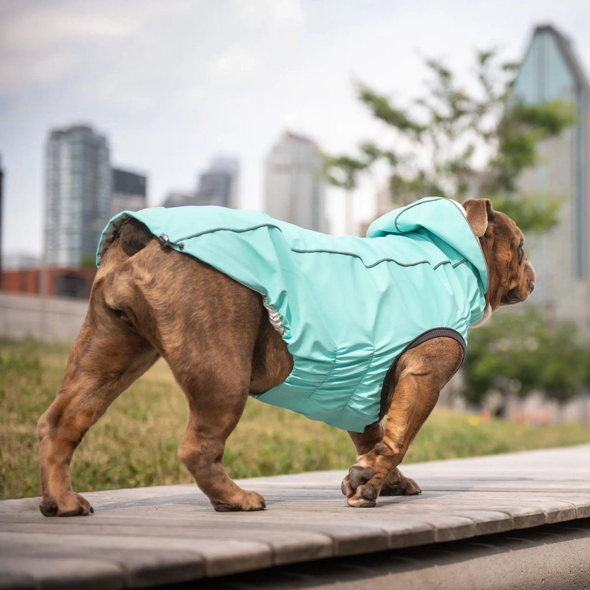 Waterproof Reversible Dog Raincoat with Hood – Neon Aqua
