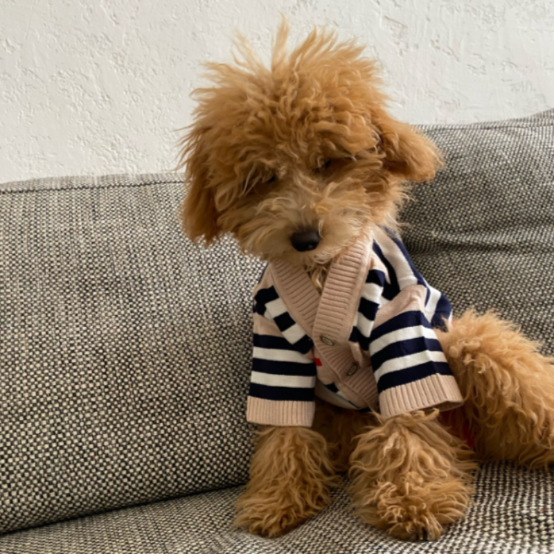 Striped Button-Down Cardigan Sweater for Dogs | Posh Dog Life