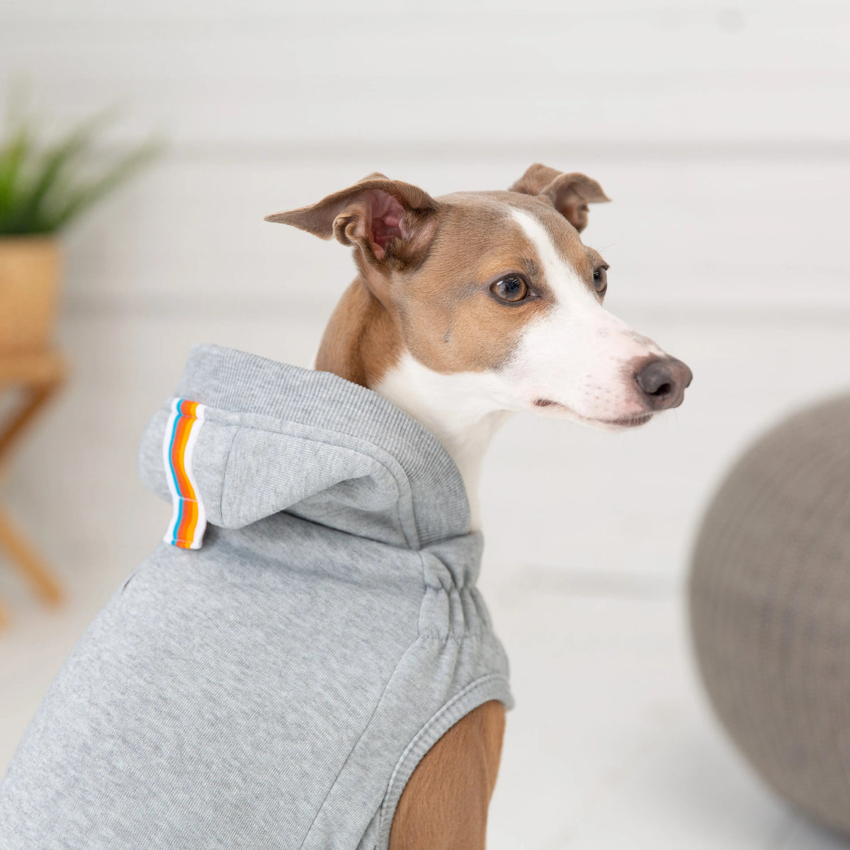 Dog Hoodie Heather Grey | Soft Fleece Pet Sweatshirt